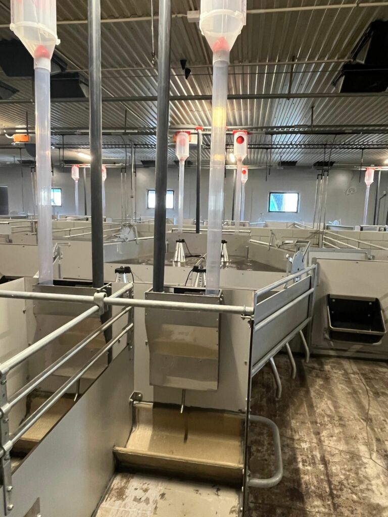 totalrenovering-og-overgang-til-spf-i-avlsbesetning-13