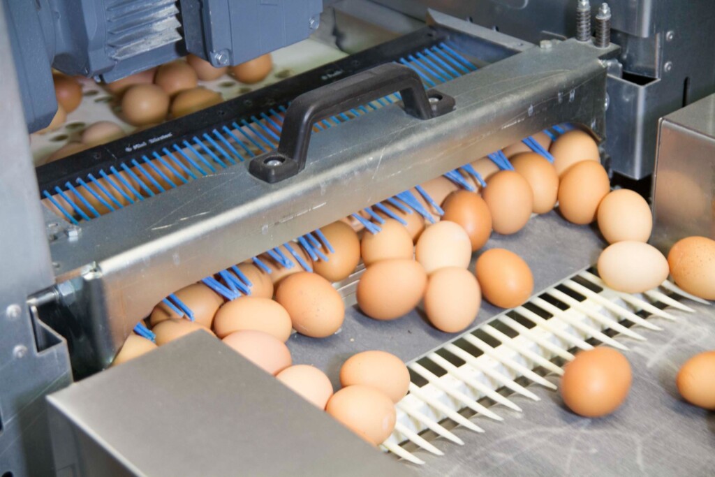 høns- og eggproduksjon