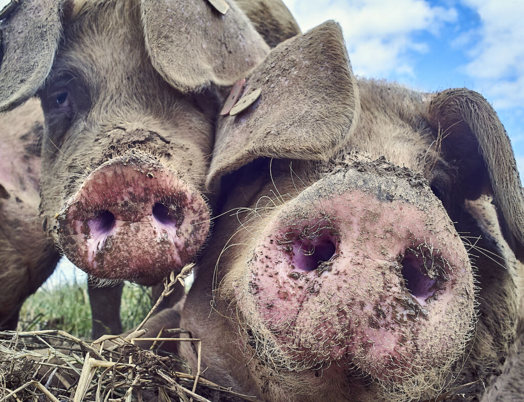 Organic Free Range Pigs