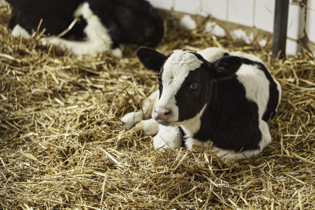 Portrait of calf lying in straw on farm