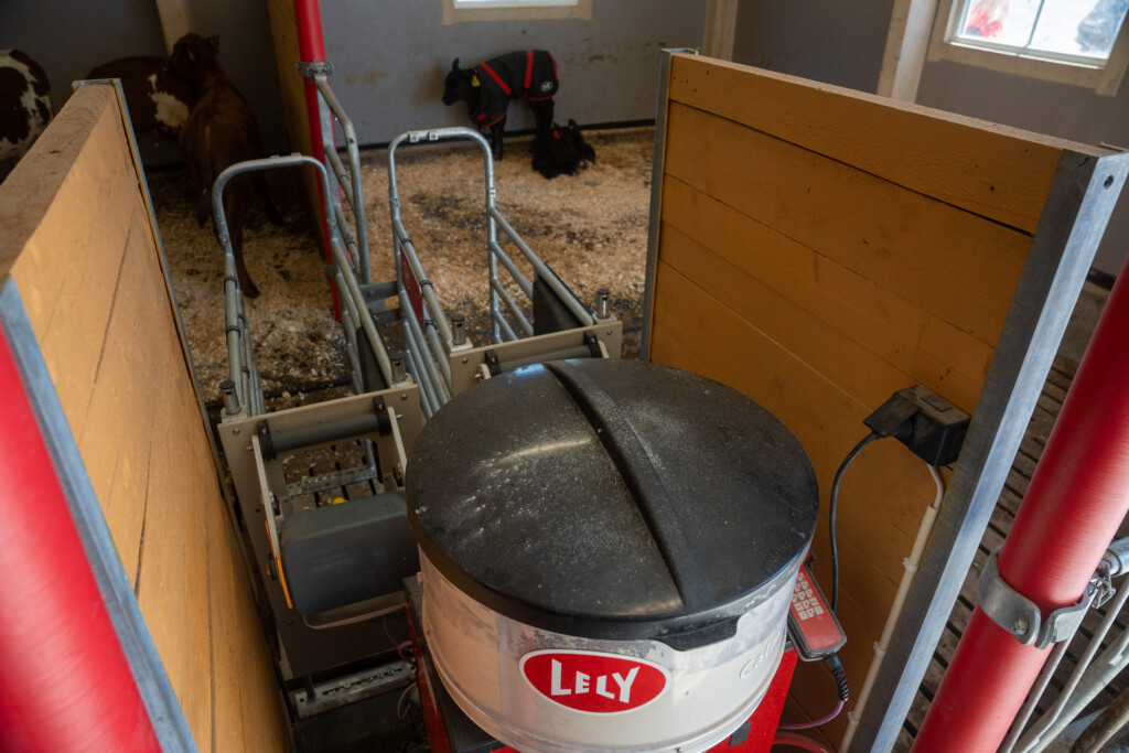 Lely Calm hos Roxana Stangebye. Sigdal, mai 2026